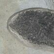 Permian Aged Fish Fossil - Paramblypterus #6531-2